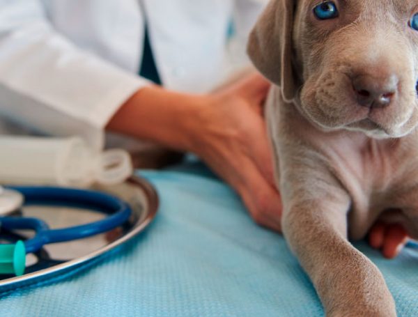 Veterinaria